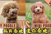 泰迪与比熊贵宾犬的五大区别：外观、体型和毛发对比