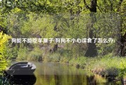 狗能不能吃车厘子(狗狗不小心误食了怎么办)