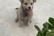 土狗幼犬喂养指南(土狗幼犬的挑选方法)