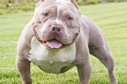 恶霸犬是烈性犬吗(恶霸狗狗)
