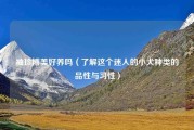 袖珍博美好养吗（了解这个迷人的小犬种类的品性与习性）