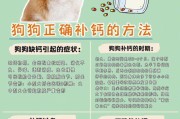 狗狗补钙(科学补钙维持健康)