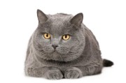 卡特尔猫的独特魅力和实用性,卡特尔猫的智力表现与性格特点