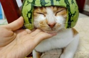 瓜皮猫是什么品种,瓜皮猫表情包