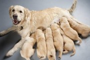 狗狗多大可以怀孕生产,狗狗怀孕几个月生产