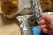 猫可以吃海苔吗有盐,猫可以吃海苔吗有营养吗