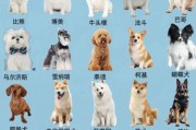 小狗的生活特征和生活方式,小狗的生活特点
