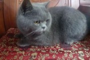 大脸猫图片,大脸猫是什么品种的猫