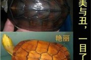 黄喉拟水龟(黄喉龟是深水龟吗)
