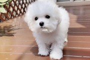 比熊能吃石榴吗原子,比熊能吃石榴吗四个月大