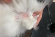 猫老是掉毛怎么办,猫怎么才能不掉毛呢