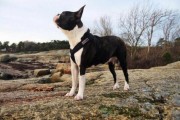 波斯顿梗是禁养犬吗,波斯顿梗多少钱