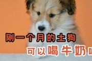 刚满月的小狗可以喝纯牛奶吗,刚出生的小狗可以喝纯牛奶吗