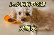 狗不吃饭光喝水是怎么回事(狗不吃饭呕吐没精神是什么原因)