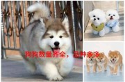 上海比熊犬价格,家养犬到犬舍价格一览
