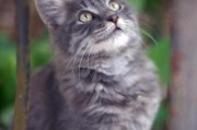 猫咪中的灰色地带(流浪灰猫的暖心救赎之路)