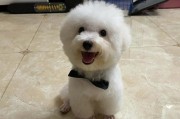 比熊可以吃西红柿吗有营养吗(比熊可以吃西红柿吗生的)