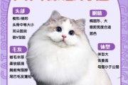 布偶猫简介英文版,布偶猫简介特点
