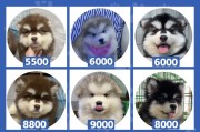 购买阿拉斯加犬需知(不同血统影响阿拉斯加犬售价)