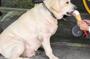 狗能吃冰淇淋吗会死吗,狗吃冰淇淋吗会死吗