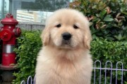 金毛猎犬百科,金毛猎犬多少钱一只