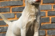 下司犬价格表最新报价,下司犬价格行情