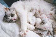 怎么确定母猫怀孕了(猫咪怀孕几个月生啊)