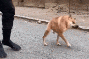 卡西莫多犬：无颈奇迹般的德国牧羊犬(卡西莫多犬：源自《钟楼怪人》，却饱受畸形之苦)