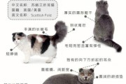 折耳猫能活多久寿命,什么是假折耳猫