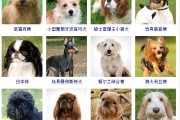 狗能看见的颜色有哪几种,狗能看见的颜色范围