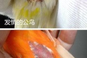 玉鸟公母区分图辨认,玉鸟公母叫声对比
