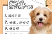 柯基感冒怎么办？快速治疗与预防方法详解