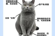 蓝猫好养吗 需要注意些什么问题,蓝猫好养吗 需要注意些什么