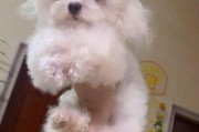 茶杯贵宾犬图片大全,茶杯贵宾犬体重