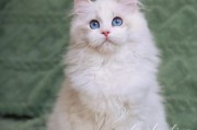 猫可以吃面包吗甜的,布偶猫可以吃面包吗