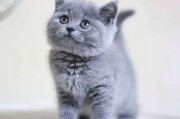 英国短毛猫蓝猫(英国短毛蓝猫多少钱一只)
