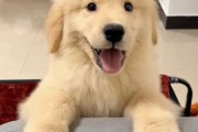 金毛幼犬一只多少钱？新手购买前必看攻略！