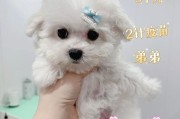 比熊狗狗多少钱一只(博美狗狗多少钱一只)