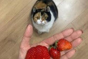 小猫可以吃草莓吗会死吗,小猫可以吃草莓吗为什么