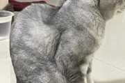 警惕猫咪后腰凹陷,猫咪后腰两侧凹陷