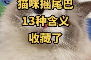 猫咪摇尾巴的含义(猫咪摇头摆尾的奥秘)