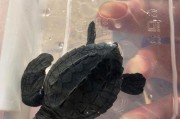 猪鼻龟价格由品质和年龄决定,猪鼻龟幼体与成年个体价格差异较大