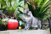猫不喜欢什么味道,怎样阻止猫进院子(猫不喜欢什么味道但无害)