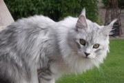 猫的颜色有多少种,猫的颜色有哪几种