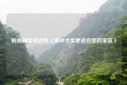 相遇博美和边牧（哪种犬类更适合您的家庭）