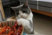 猫能吃辣椒吗麻辣小龙虾,猫吃辣椒吗吃吗吃啊