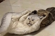公猫发情6大征兆,公猫发情时会出现的6种独特行为