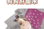 狗腹水可以治好吗,狗腹水症状会死吗