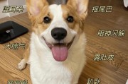 训练狗狗用叫声表达语言(解密狗狗叫声背后的丰富内容)