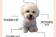 比熊的寿命有多长？揭秘比熊犬的平均寿命及影响因素